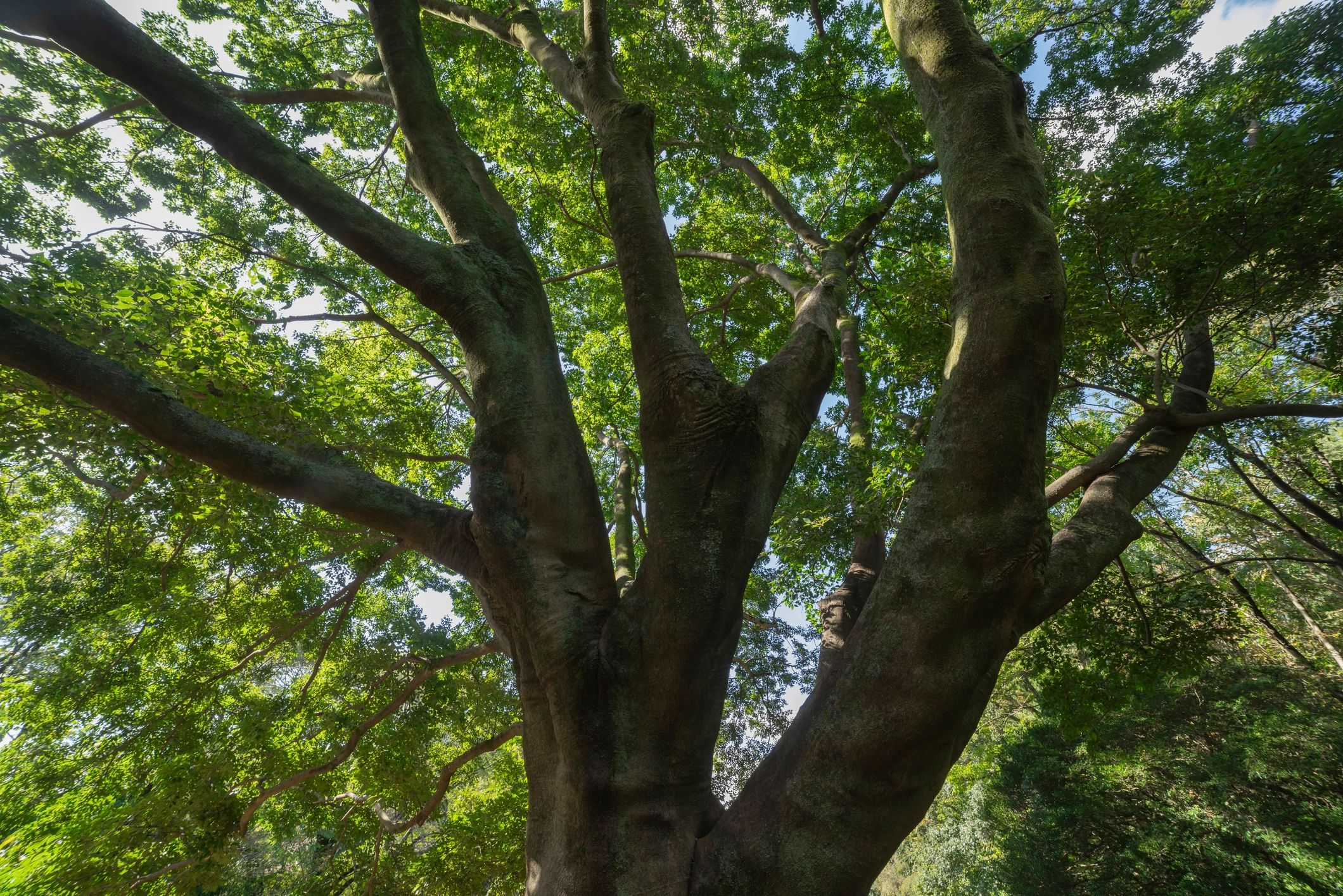 Large mature tree canopy suitable for structural support and preservation