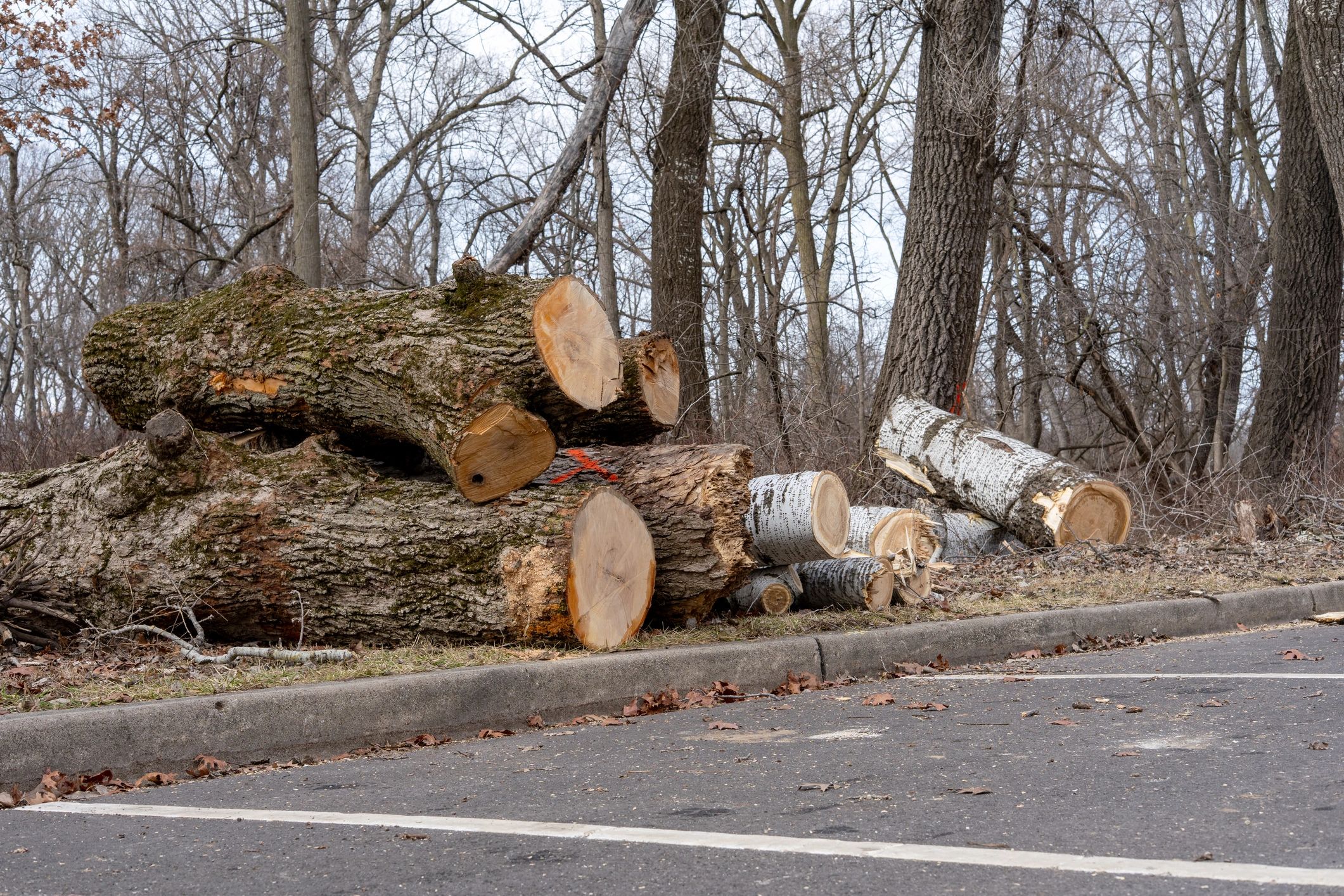 Tree service trucks and equipment at a marked work site