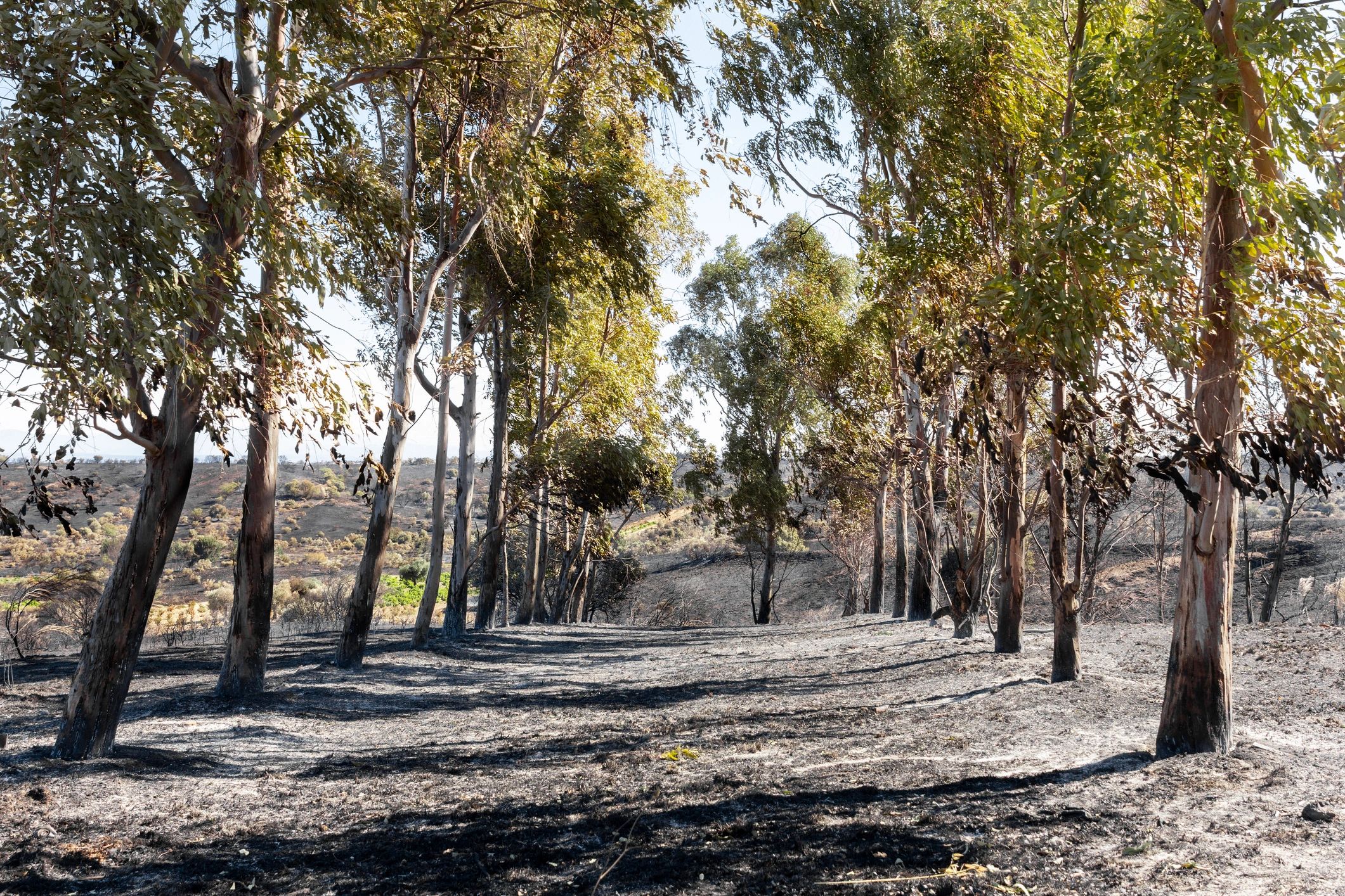 Trees standing on a wildfire-affected property landscape